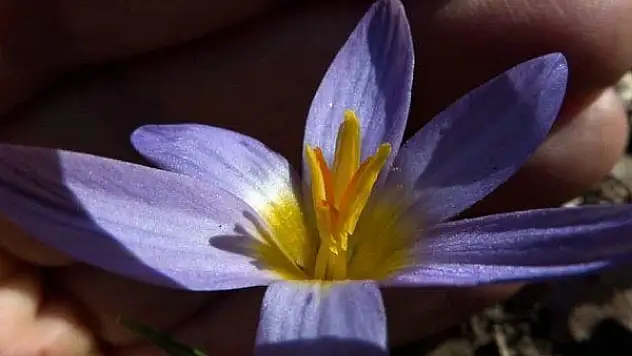 En son 28 yıl önce görünen bitkiler Kayseri'de yeniden gözlemlendi