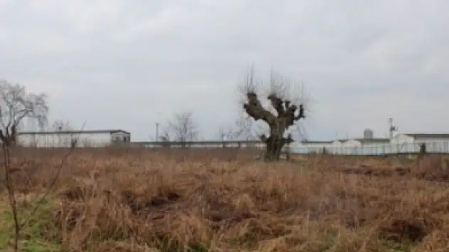  Tarla açık artırma ile satılacak