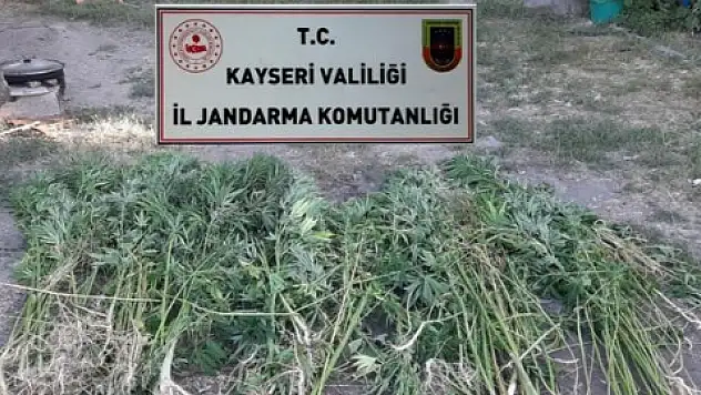Jandarma'dan kenevir operasyonu