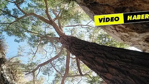 Kökleri mağaranın içerisinde, görenler bir daha bakıyor