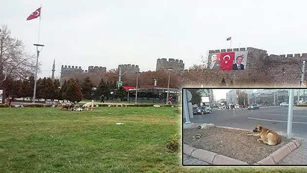 YAKIN ZAMANDA MEYDAN KÖPEKTEN GEÇİLMİYORDU 