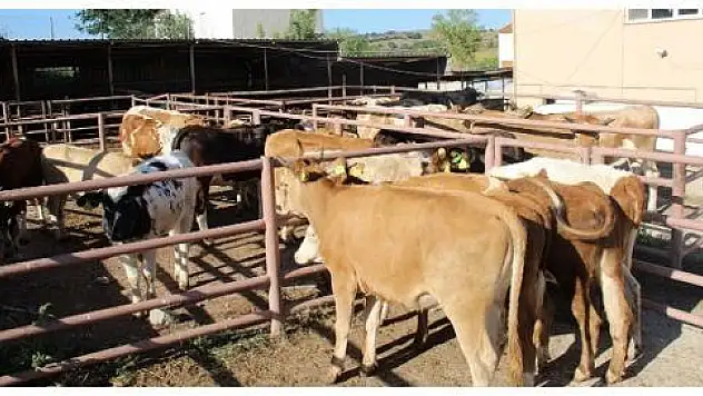Trakya'ya canlı hayvan sevki yapılacak