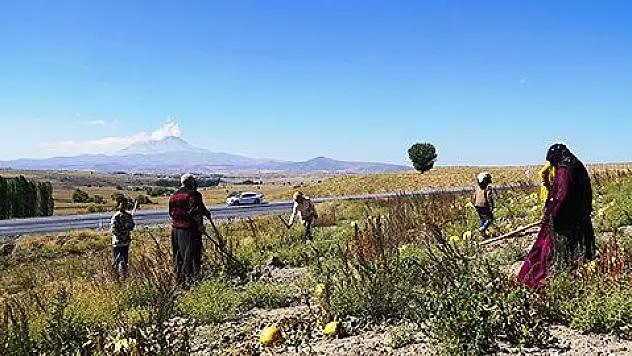 Kabak çekirdeği hasadı devam ediyor