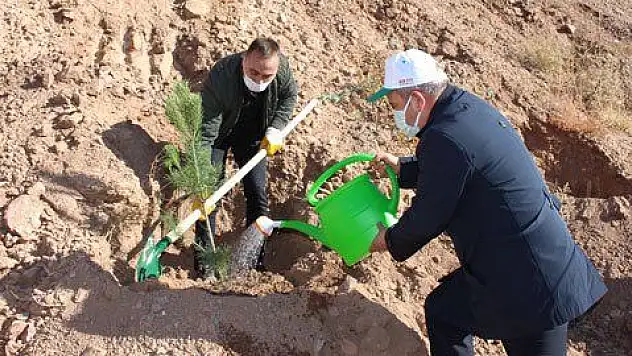 Akkışla'da 2 bin ağaç toprakla buluştu