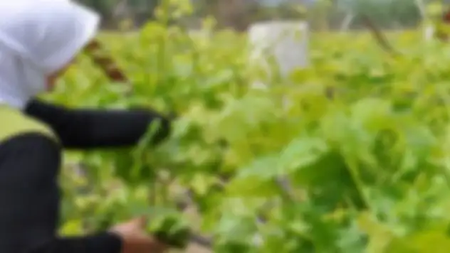 Üzüm yaprağı toplarken düşen kadın öldü