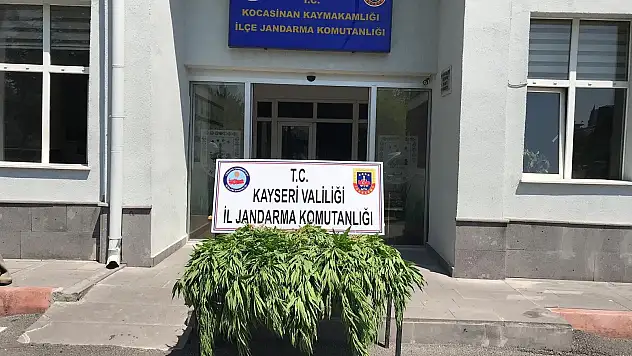 Jandarmadan kenevir operasyonu
