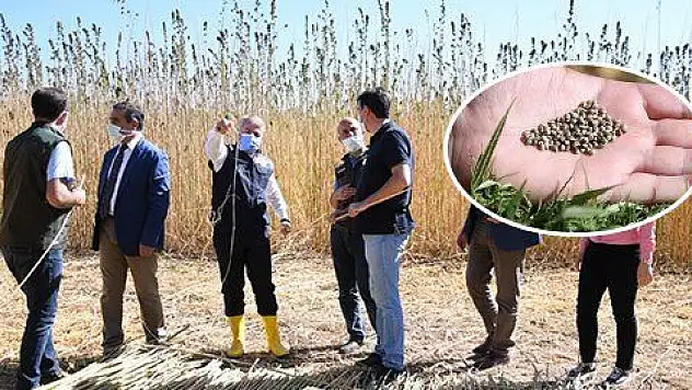 250 dekar alanda kenevir ekildi