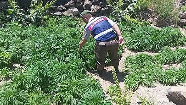 İncesu'da 5 bin 717 kök Hint keneviri ele geçirildi