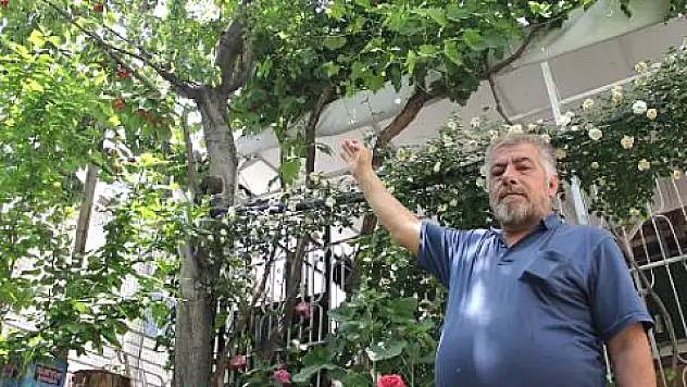 Bir dikti 7 aldı