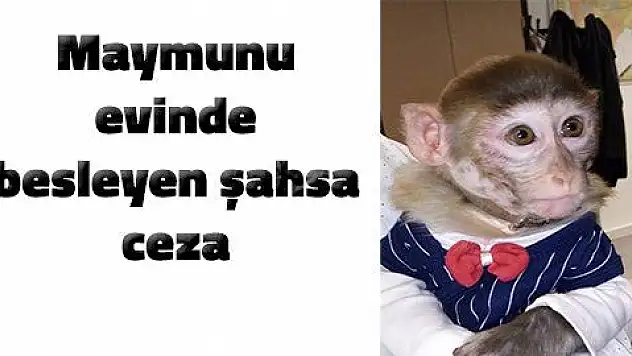 Sahiplenilmesi yasak maymunu evinde besleyen şahsa ceza