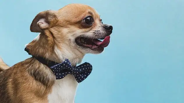 Köpek Bakımı için Önemli Ayrıntılar