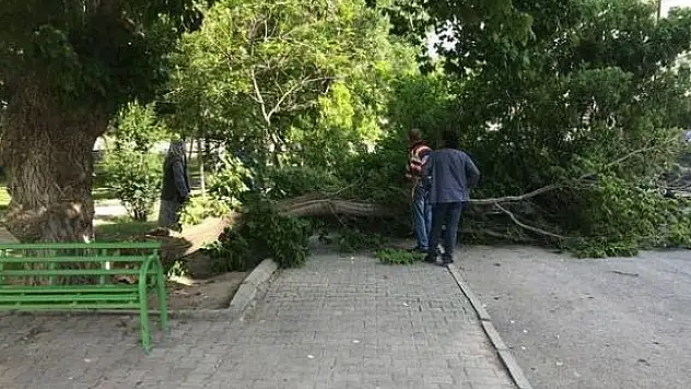 50 kilometre hızla esen rüzgar ağaçları devirdi