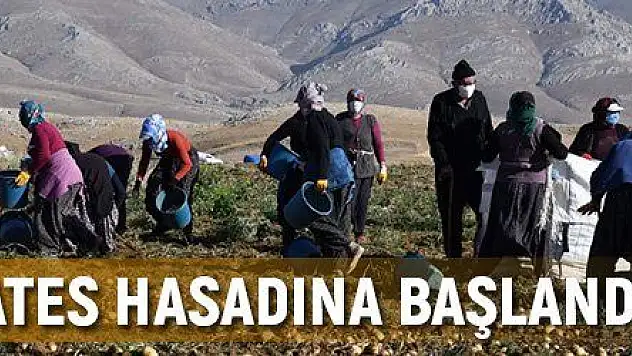 Sarız'da patates hasadına başlandı