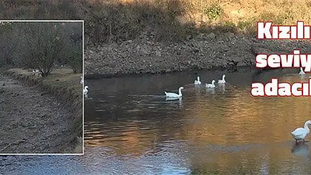  Kızılırmak'ta su seviyesi azaldı, adacıklar ortaya çıktı