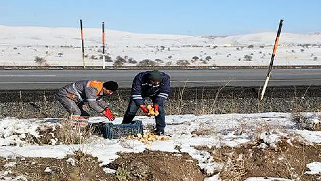 Talas'ta yaban hayvanları unutulmadı 