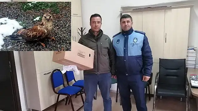 Yaralı şahin emin ellerde 