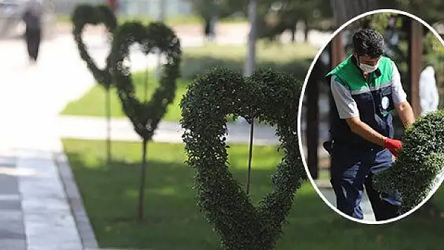 Dekoratif çiçek ve bitkiler Büyükşehir'den