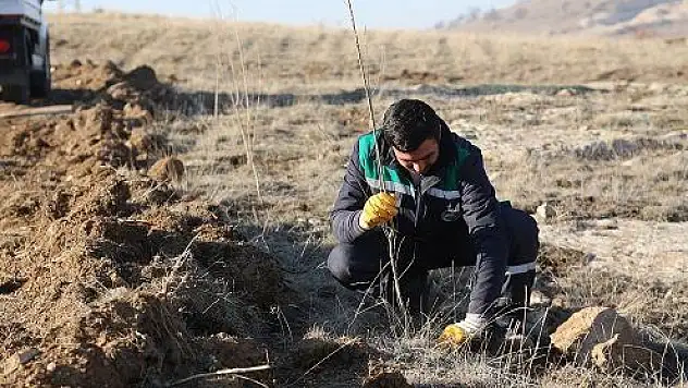Mahlep dikiliyor, kiraza dönüşüyor