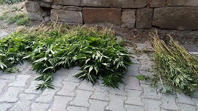 Jandarmanın operasyonunda bin 332 kök Hint keneviri ele geçirildi