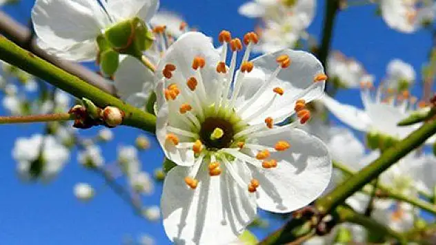 Baharın müjdecisi 'cemre' havaya düştü