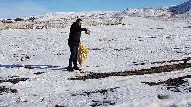 Aç kalan kuşlar için 85 kilometre giderek aralıklarla yem bıraktı 