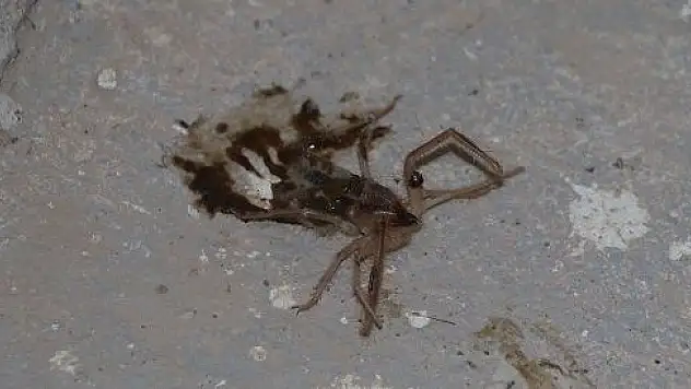 Yaz geldi,  sarıkız örümceği ortaya çıktı