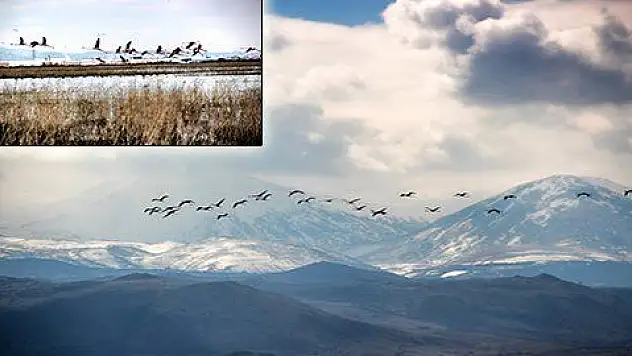 FLAMİNGOLAR KAYSERİ'DE