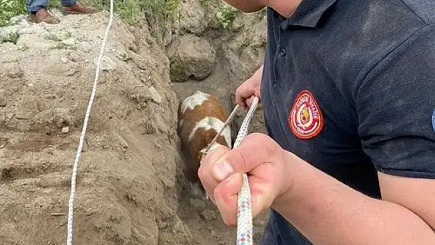 Kayıp inek kuyudan çıktı
