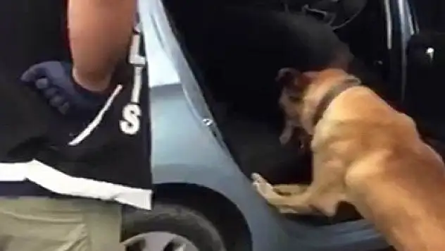 Uyuşturucuyu yakalatmamak için arka koltuklara zulaladılar 