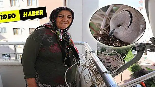 Balkonun davetsiz misafiri 