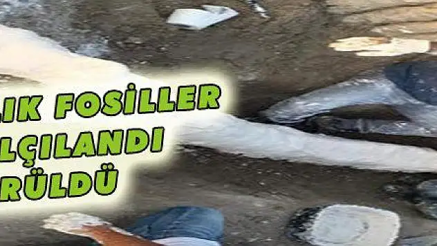 MİLYON YILLIK FOSİLLER HEMEN ALÇILANDI GÖTÜRÜLDÜ