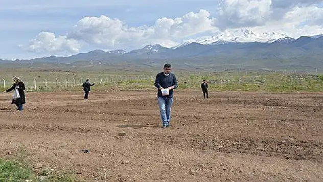 Kayseri'de 76 bin 543 metrekare alana kenevir ekildi 