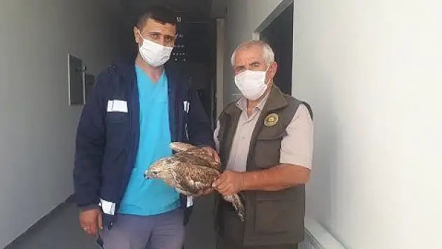 Yaralı Kızıl Şahin ve Atmaca tedaviye alındı