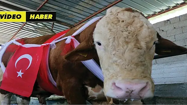 2 tonluk boğa 40 bin TL'ye satışa çıkarıldı 