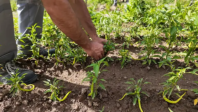 Kayseri huzurevinde hobi bahçeleri yaşlılara terapi oluyor