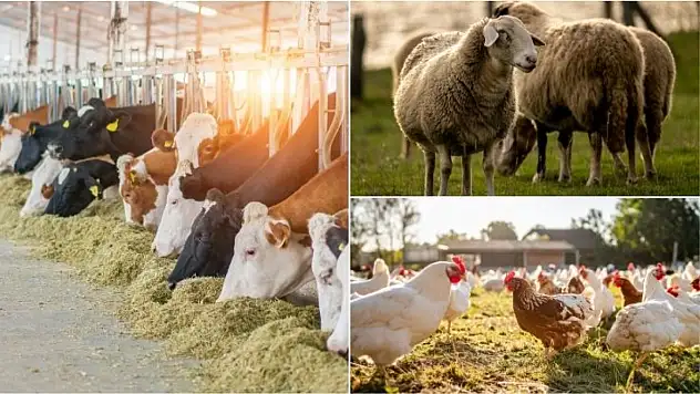 Kayseri İl Tarım'dan yetiştiricilere uyarı: Eksik kaydı olan başvuramayacak