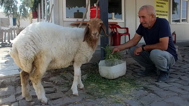 Bekçi ile kuzunun sıra dışı dostluğu hayrete düşürüyor!