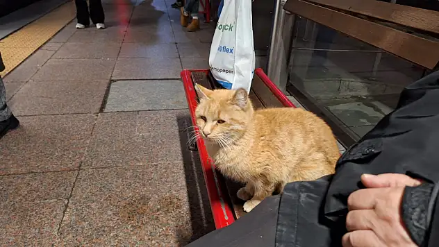 Kayseri merkezde sorun büyüyor! Tramvay durağında hayatta kalmaya çalışıyor