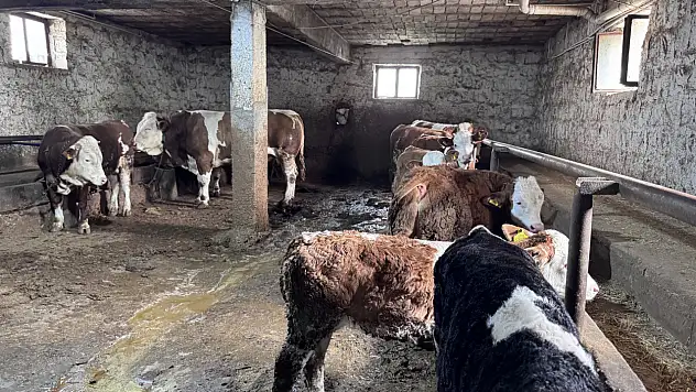 Kayseri'nin 1 tonluk Kocaoğlanı! Fiyatı belli oldu