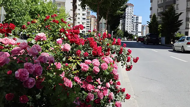 Kayseri'nin en kalabalık mahallesinde büyük değişim! Gören telefonuna sarılıyor