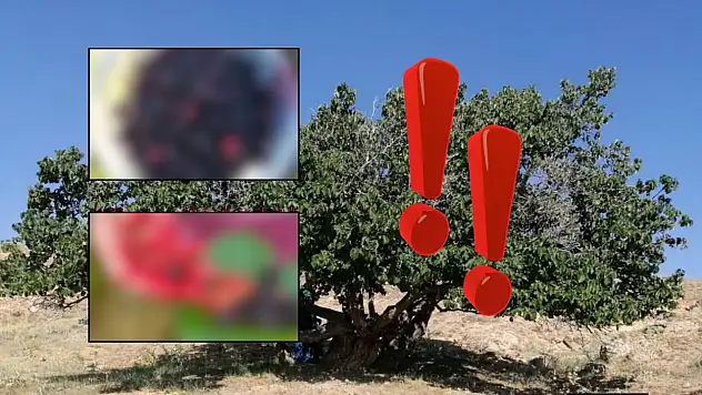 Kayseri'nin gizli lezzeti ortaya çıktı! Asırlık ağaçlardan sofraya gelen miras yok olmasın diye çağrı