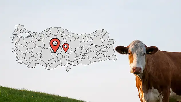 Kayseri'nin komşusunda emsal karar: Aldığı kurbanlık hasta çıkan vatandaş hakkını aldı!