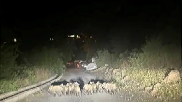 Kayseri'nin o mahallesi istila altında! –Korkutan görüntüler…