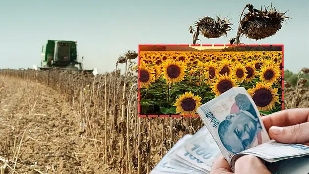 Kayseri'nin o ilçesinde ayçiçeği hasadı için önemli karar!