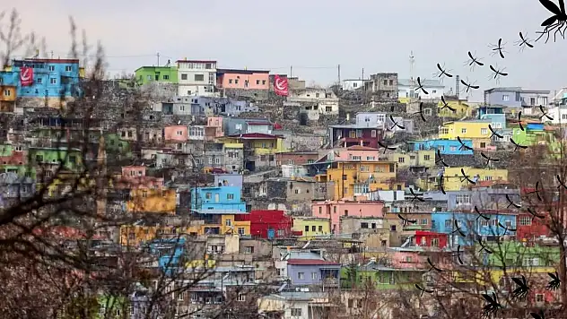 Kayseri'nin o ilçesinde istila büyüyor: Bizi yiyecekler artık!