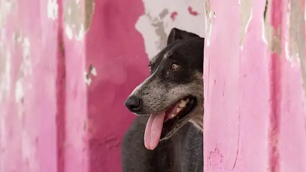 Kayseri'nin o ilçesinde sokak hayvanları için hızlı müdahale!
