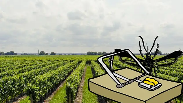 Kayseri'nin o ilçesinde tuzaklar kuruldu – Önlem alındı!