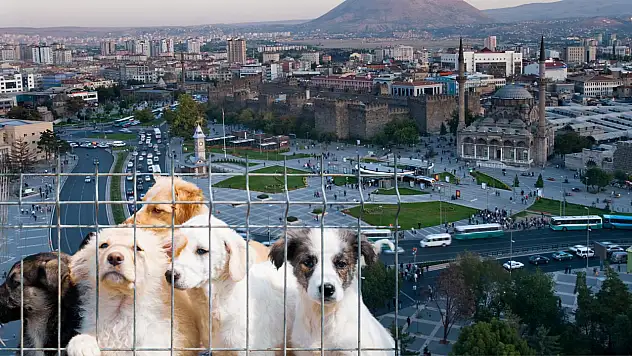 Kayseri'nin o ilçesine yeni hayvan barınağı inşa edilecek: Belediye harekete geçti!