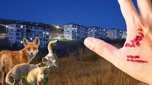 Kayseri'nin o mahallesinde kuduz tehlikesi!
