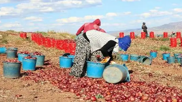 Kayseri tarımında kritik dönem: Kırsalda soğan seferberliği başladı!